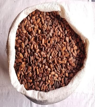 Cacao